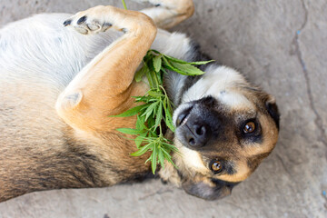 dog lies in an embrace with a cannabis branch