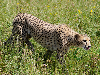 Closeup African Cheetah (Acinonyx jubatus) walking among tall grasses and seen from profile
