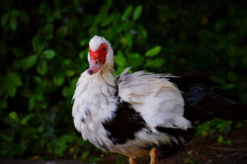 Muscovy duck is standing in the park