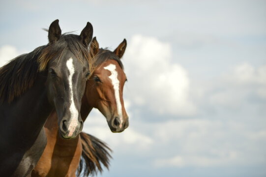 cavalos e um lindo c&eacute;u 