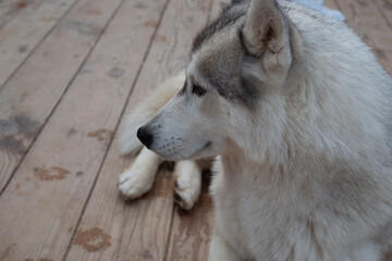 Cute fluffy husky dog in the yard, close-up portrait. Thoroughbred Siberian Husky