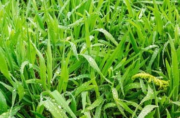Green succulent grass leaves are abundantly covered with large and small drops of water after rain. Partial focus
