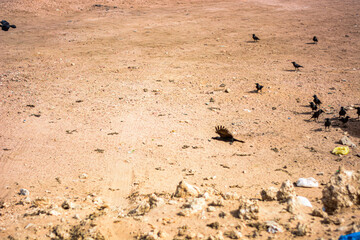 Desert birds