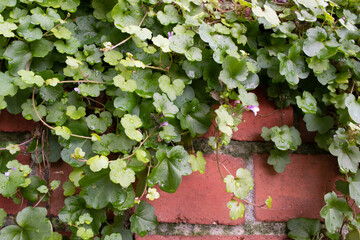Brick wall with climbing plant purple viola green leaves