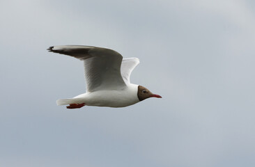 Black-headed gull (Chroicocephalus ridibundus) flying in the grey sky.