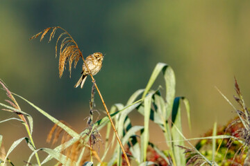 a common reed bunting bird in the reed	