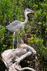 Grey heron (Ardea cinerea) perched in a big branch, in the Camargue is a natural region located south of Arles, France