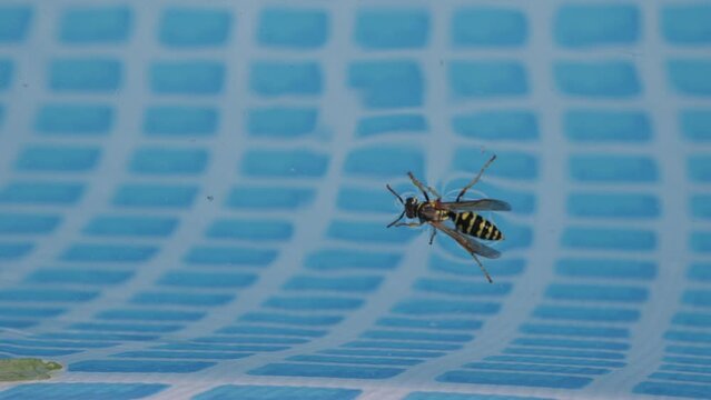 wasp in the pool on the water