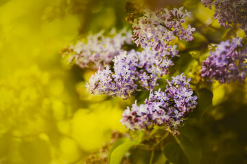 Beautiful delicate purple lilac flowers bloom on the branches of a bush with green leaves on a sunny summer day. Nature.