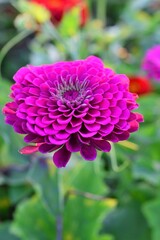 ヒャクニチソウ（百日草）