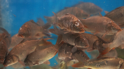 Live fish swims in a supermarket aquarium