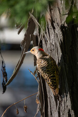 woodpecker on tree with bark