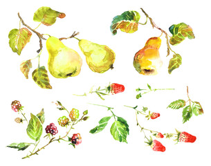 Watercolor berries of blackberries, strawberries and pears. Black berries on a branch. Pear branch. Red strawberries.