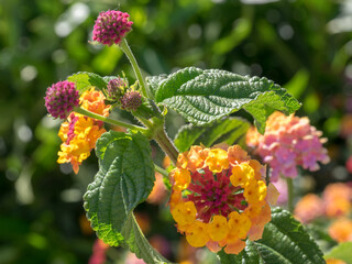 Lantana Camara Shrub flowering in Marbella Spain