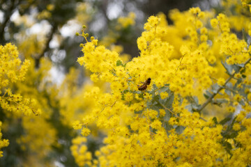 Golden yellow wattle australian native endemic plant with a bee pollinator - obrazy, fototapety, plakaty