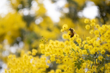 Golden yellow wattle australian native endemic plant with a bee pollinator