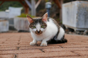 Remote and isolated hidden island Aogashima island in Tokyo, Japan