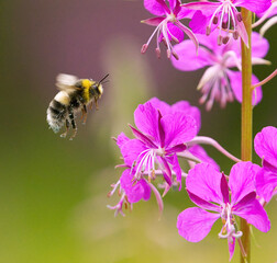 Bombus bohemicus, also known as the gypsy's cuckoo bumblebee flying to the flower.