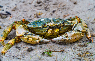 crab on the beach