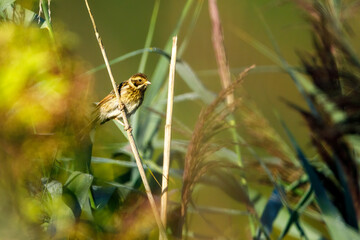 a common reed bunting bird in the reed	