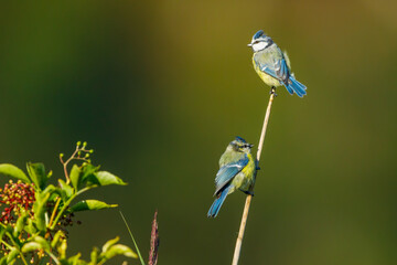 A young blue tit in the wild