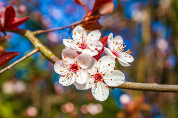 White pink apple tree blossoms cherry tree blossoms in spring.