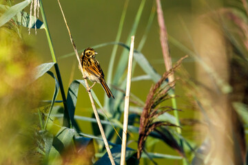 a common reed bunting bird in the reed	
