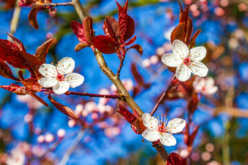 White pink apple tree blossoms cherry tree blossoms in spring.
