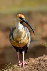 Closeup Black-faced Ibis (Theristicus melanopis) standing on ground and seen from front
