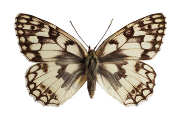 Esper's Marbled White butterfly (Melanargia russiae) isolated on white background - obrazy, fototapety, plakaty