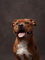 portrait of a beautiful dog on a brown canvas. staffordshire bull terrier. Pet in the studio, artistic photo on the background