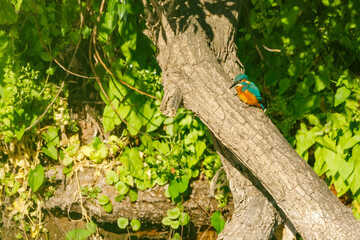 Kingfisher on a branch at a river