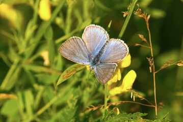 Common blue butterfly or European common blue (Polyommatus icarus) on a yellow flower.