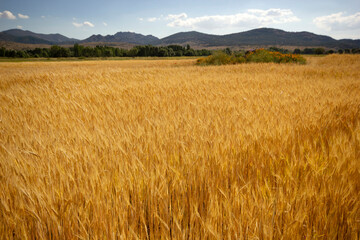 field of ripe yellow wheat
