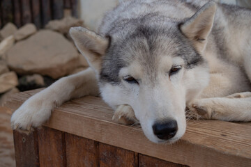 Cute fluffy husky dog in the yard, close-up portrait. Thoroughbred Siberian Husky