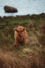 highland cow in a field