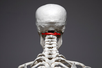 Atlas vertebrae, first cervical vertebra, human body spine anatomy