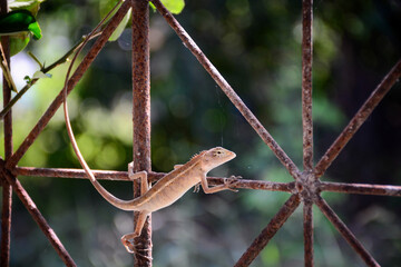 lock on the fence