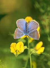Common blue butterfly or European common blue (Polyommatus icarus) on a yellow flower.