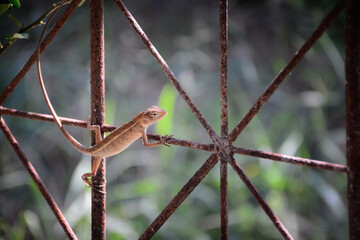 close up of a fence