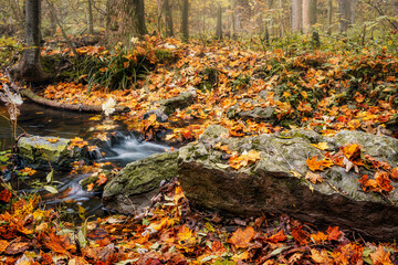 A stream in the forest amongst rocks and fallen autumn leaves
