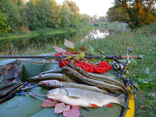 Several pike and chub on board an inflatable boat against the backdrop of a forest river.