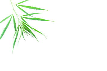 Fresh green cannabis leaves on tree on white background, A peak leaves marijuana, Medical marijuana.