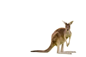 Foto auf Acrylglas Antireflex Beautiful kangaroo standing in alert position Perth, Western Australia, Australia © Alexander Sánchez