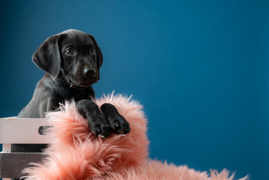 Adorable black labrador puppy in a wooden box with fluffy pink pillow