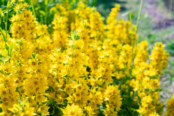 Fototapeta premium Lysimachia vulgaris blossom in the meadow, many yellow flowers