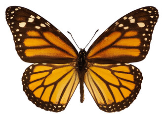 Orange monarch butterfly (Danaus plexippus) isolated on white background. It is a milkweed...