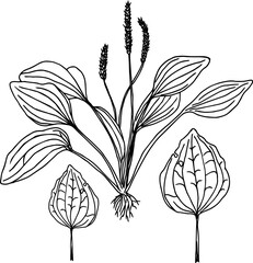 Great plantain. Plantago major - medicinal plant. Hand drawn botanical vector illustration © Ольга Мороз
