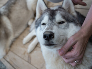 Stroking his beloved pet, a man's hand scratches the fluffy neck of a thoroughbred husky, a beautiful and contented dog