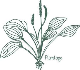 Great plantain. Plantago major - medicinal plant. Hand drawn botanical vector illustration